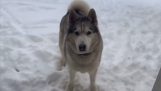 O husky não quer sair da neve