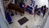 Корова попадает в больницу (Колумбия)