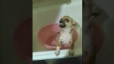 Quando vuoi fare il bagno a un cane selvatico