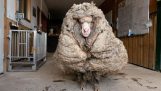 在森林里发现了一只绵羊，身上有35公斤的羊毛