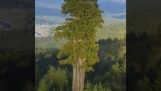 Det højeste træ i verden