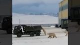 Hungrige Eisbären jagen einen Müllwagen