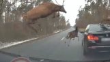 En hjorteflokk hopper på toppen av en BMW