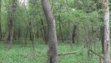 Dziwny dźwięk w lesie