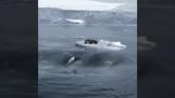 逆戟鲸聪明地追逐海豹
