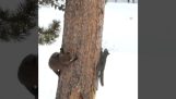 雪貂试图抓住一只松鼠