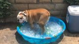 Un cane un bagno con cubetti di ghiaccio per raffreddare