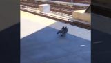 Two pigeons push a third into the train tracks