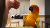 Попугай воспринимает дружескую руку