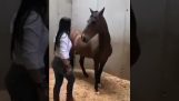 Învățarea unui cal să-și scoată limba