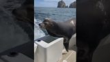 O focă flămândă pe o barcă