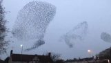 A swarm of starlings creates enchanting shapes in the sky