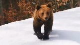 Bear contro sciatore (Romania)