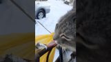 La lengua del gato pegada a la barandilla helada