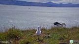 Un albatro effettua un atterraggio forzato