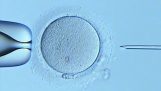 Fertilización de un huevo bajo el microscopio.