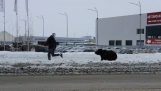 Αρκούδα χτυπιέται από λεωφορείο καθώς κυνηγά έναν άνδρα