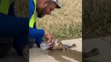 Helping a dehydrated squirrel