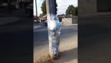He wanted to steal a car, and ended up wrapped on a pole