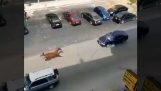 Kůň proti autu