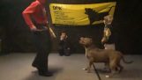 A trained pit bull protects a 9-year-old boy