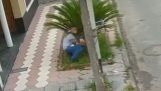 Un ladro si nasconde su una palma per sfuggire alla polizia