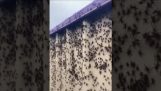 Thousands of spiders on a fence