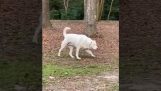 Um cachorro cego localiza seu dono