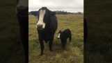 Η αγελάδα θέλει να δείξει το μοσχάρι της