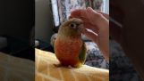 Когда подходишь рукой к попугаю