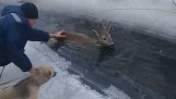 Libera un cervo da un ruscello ghiacciato