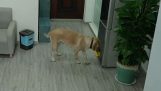 Un câine fură înghețată și ascunde dovezile