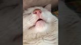 Кот в глубоком сне