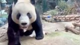 A panda sends a message to its visitors