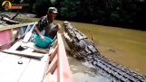 Feeding a huge crocodile