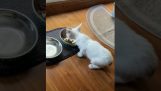 A kitten talks as he eats his food