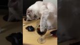A cat is trying coca cola