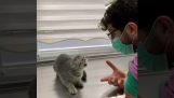 子猫が獣医にうめき声を上げています