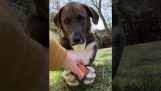 Ένας σκύλος δεν θέλει να αφήσει τη μπάλα του
