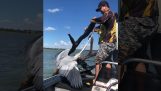 Rescue of a heron by a fisherman