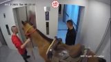 A horse in the elevator