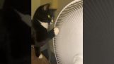 The cat and the fan