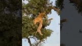 शेर और तेंदुआ एक पेड़ से गिरते हैं