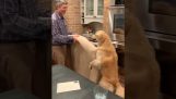 Ένας σκύλος βοηθάει στο κουβάλημα