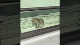 Vahşi kediye karşı pencere temizleyicisi