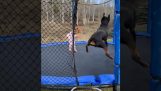 Een klein meisje en haar hond spelen op de trampoline
