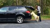 Ο σκύλος βιάζεται να βγει από το αυτοκίνητο