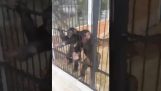 Uno scimpanzé ruba un cellulare