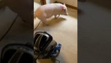 El cerdo odia la aspiradora