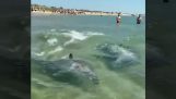 Delfiner jagar nära stranden